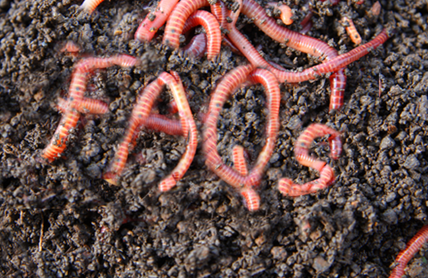 51 Composting Red Wiggler Worms Also Great For Pet Food. 
